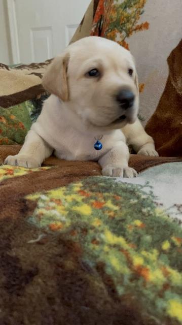 Akc Labrador Puppies