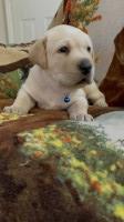 Akc Labrador Puppies Labrador Retriever for sale/adoption