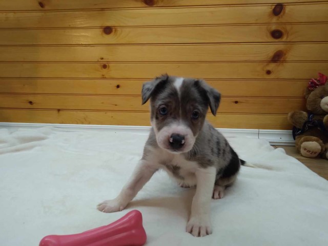 ABCA Border Collie Blue Merle puppy #4