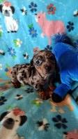 Gorgeous Miniature Dachshund Puppies Available Dachshund for sale/adoption