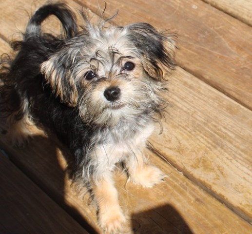 yorkshire terrier  havanese Small