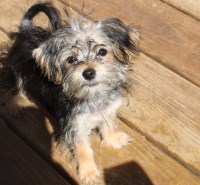 yorkshire terrier  havanese Small Yorkshire Terrier for sale/adoption