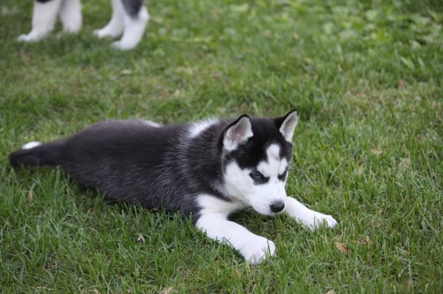 Siberian Husky puppy for sale + 61858