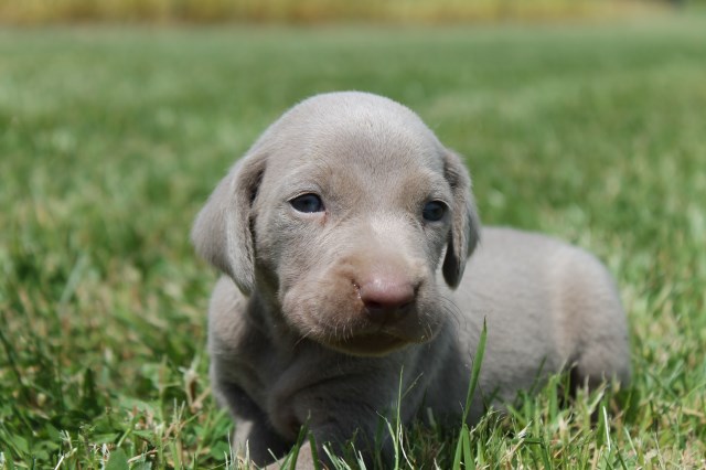 Weimaraner puppy for sale + 56413