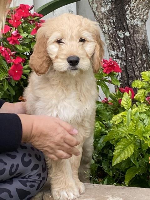 F1B Goldendoodle Puppy - Female 9 weeks