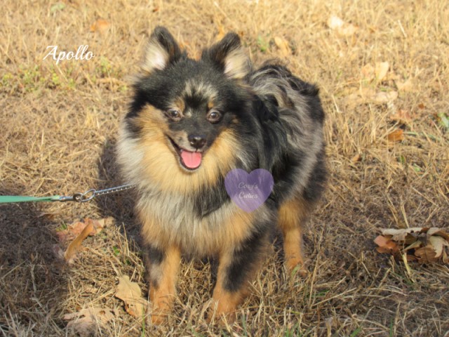 APRI Pomeranians