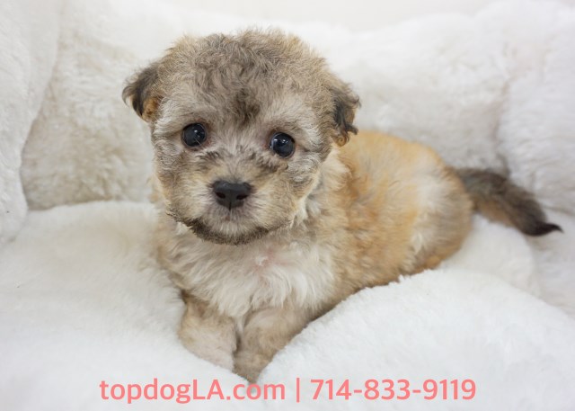 Maltipoo Puppy - Male - Dooley ($1,299)