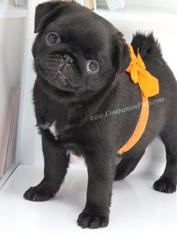 Pug puppy for sale + 67018