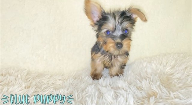 ADORABLE PUREBRED YORKIES!