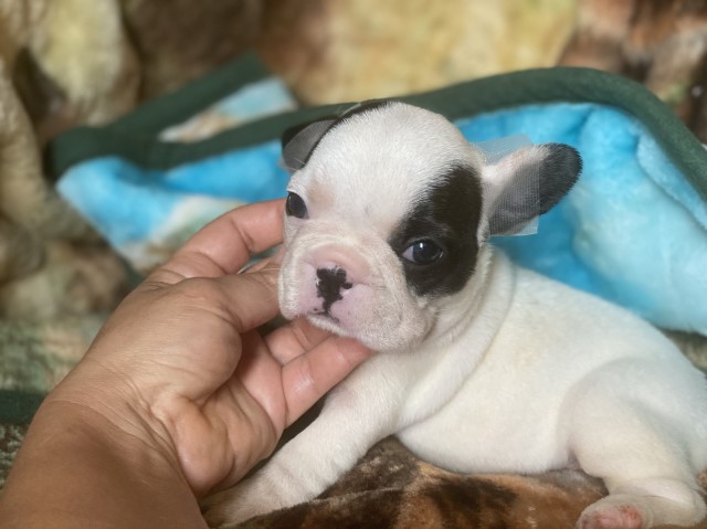 French Bulldog puppy for sale + 52568