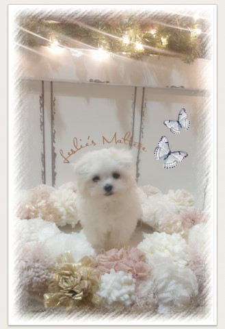 Maltese puppy ( cupcake)