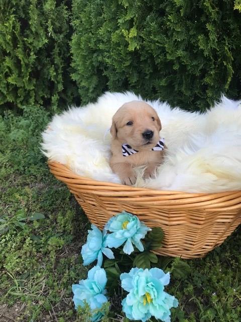 Golden Retriever puppies for sale