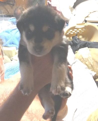 Siberian Husky puppy for sale + 62031