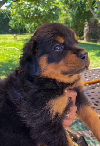 Rottweiler puppy for sale + 64692