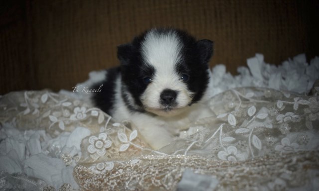 Pomeranian puppy for sale + 54057