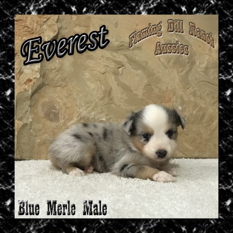 Everest - Mini Blue Merle Male Aussie - Blue Eyes