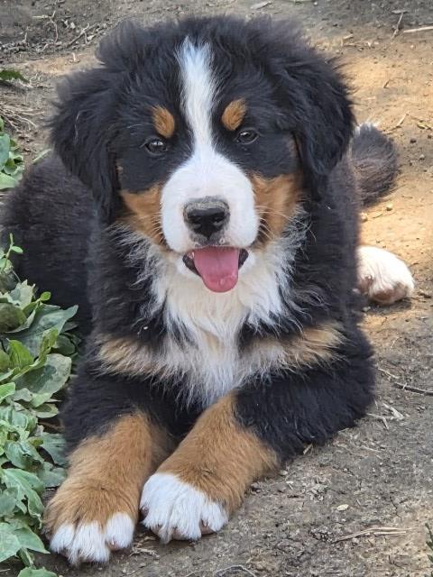 Bernese Mountain