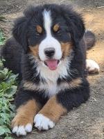 Bernese Mountain Bernese Mountain Dog for sale/adoption