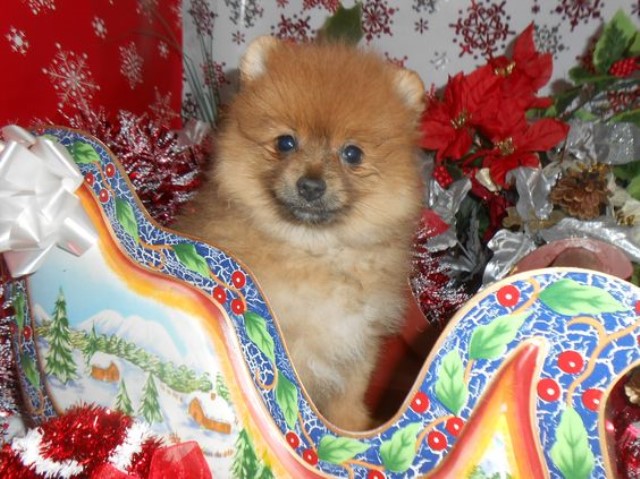 Chicago Pomeranian Babies. Vet Checked. Financing!!