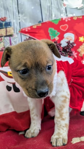 Rat Terrier puppy for sale + 66870