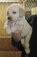Golden Retriever puppies AKC Golden Retriever for sale/adoption