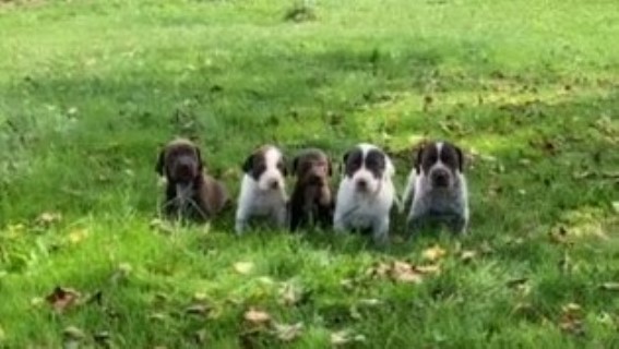 German Shorthaired Pointer puppy for sale + 64014