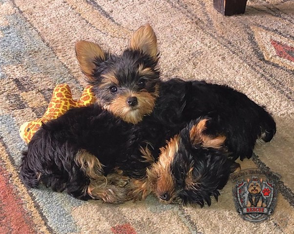 AKC Yorkshire Terrier Puppies — Elvis & Priscilla Ready for Home