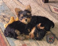 AKC Yorkshire Terrier Puppies — Elvis & Priscilla Ready for Home Yorkshire Terrier for sale/adoption