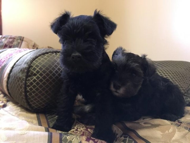 Miniature Schnauzer puppy for sale + 51304