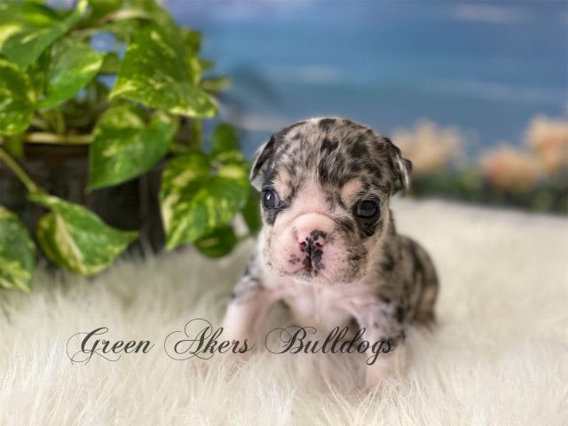 English Bulldog puppy for sale + 62921