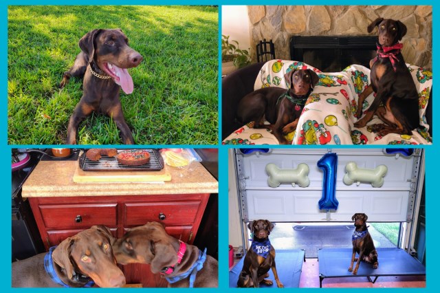 AKC-registered Dobermans who are intelligent, energetic, and deeply loyal.