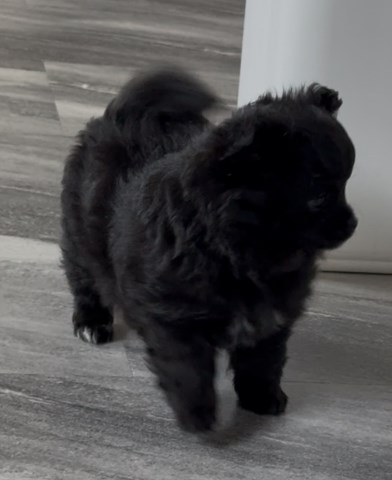 Pomeranian puppy for sale + 66664