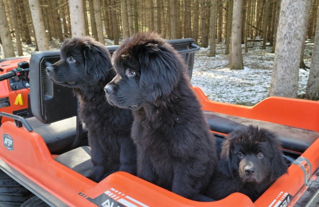 AKC Newfoundland Puppies 14 weeks old