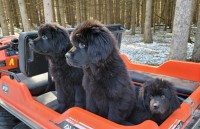 AKC Newfoundland Puppies 14 weeks old Newfoundland Dog for sale/adoption