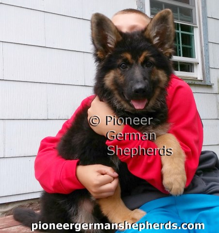 German Shepherd Dog puppy for sale + 54116