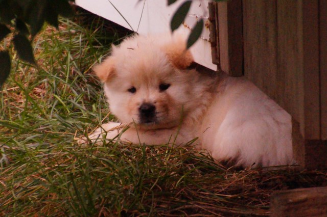 Chow Chow puppy dog for sale in huber heights, Ohio