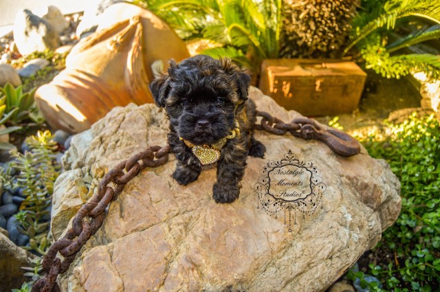Goldendoodle puppy for sale + 51369