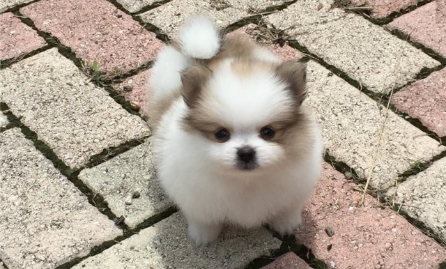 Beautiful Pomeranian puppies for sale