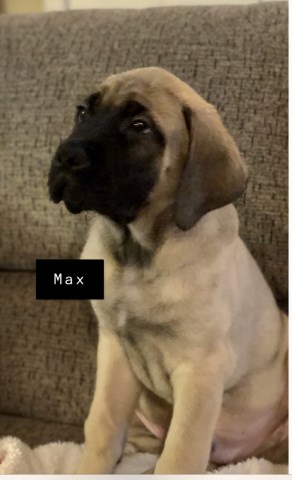 English Mastiff Puppies For Sale