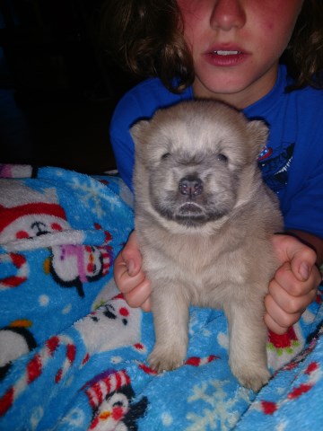 Chow Chow puppy for sale + 53286
