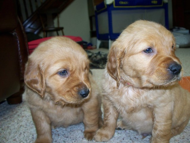 AKC Golden Retriever Puppies for sale