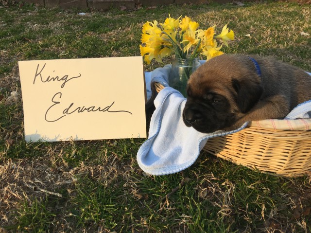 AKC English Mastiff Puppies