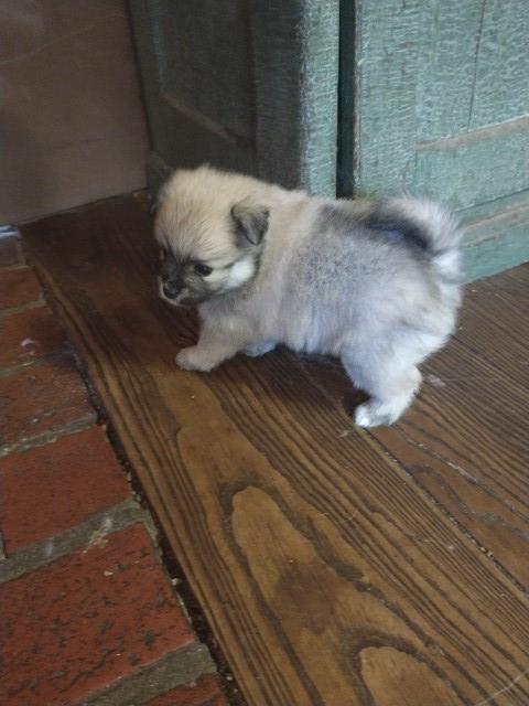 Pomeranian puppy for sale + 63961