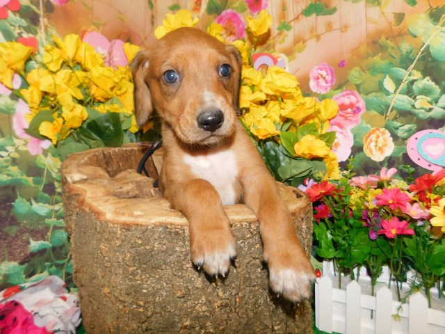 Redbone Coonhound puppy for sale + 66596