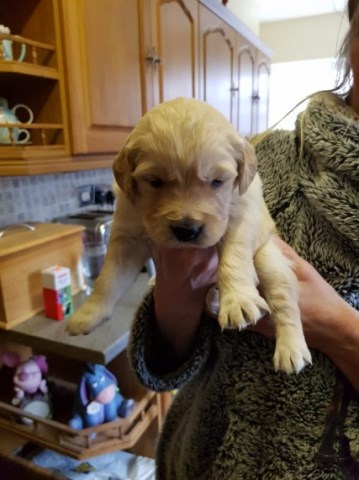 Golden Retriever puppy for sale + 55311