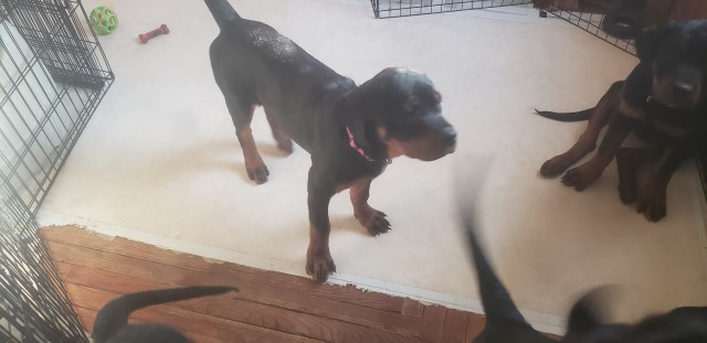 Rottweiler puppies