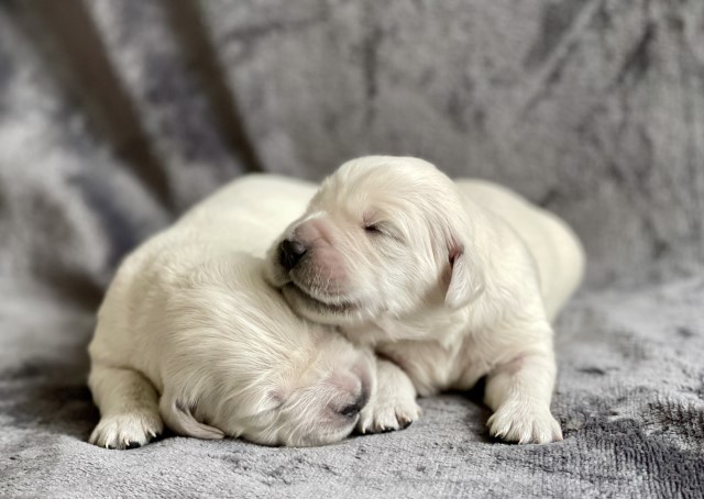 Golden Retriever puppy for sale + 66440