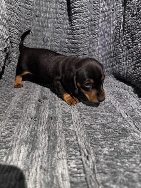 Dachshund puppy for sale + 67180