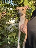 IG puppies for sale Italian Greyhound for sale/adoption