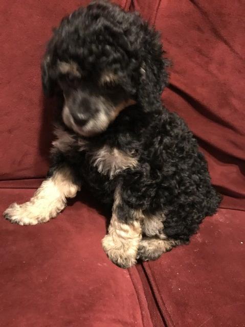 Poodle Toy puppy for sale + 48577